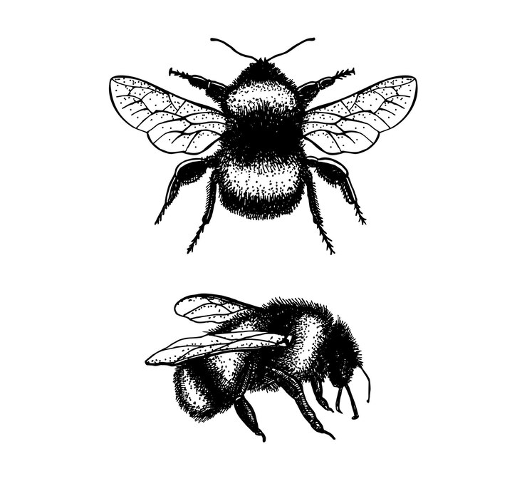Vector bumble bee set outline illustration of insects hand drawn linear sketch engraving style bumble