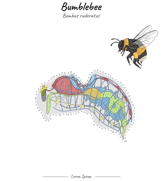 Vector bumblebee bombus ruderatus internal anatomy illustration