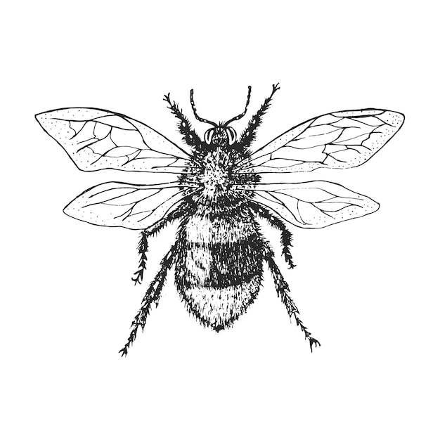 Шмель Жук-жук и пчелы многих видов в старинном старинном стиле рисованной гравюры на дереве.