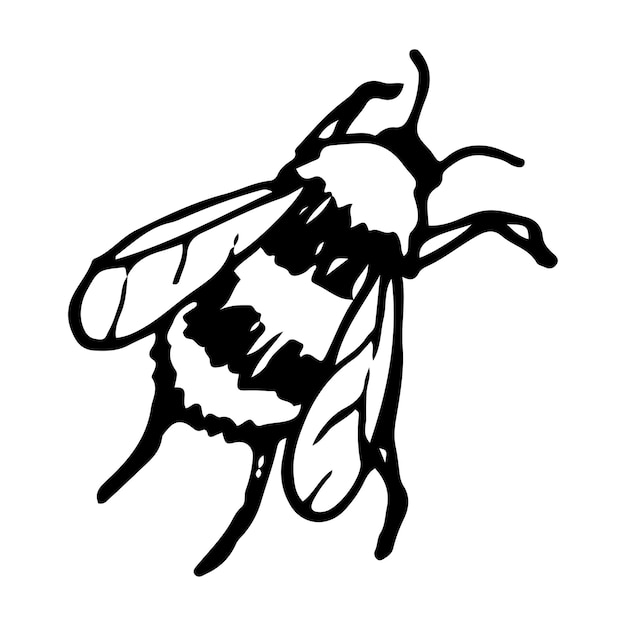 Vector bumblebee sketch flying insect honey bee hand drawn illustration