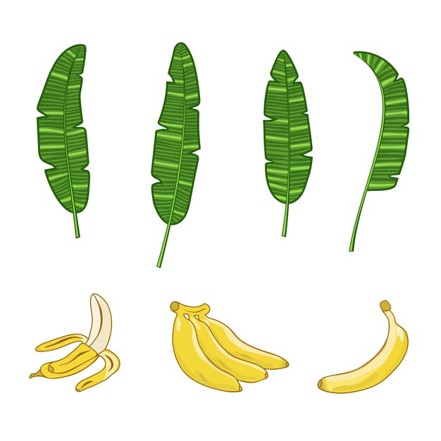 Vector bunch of bananas and banana leaves