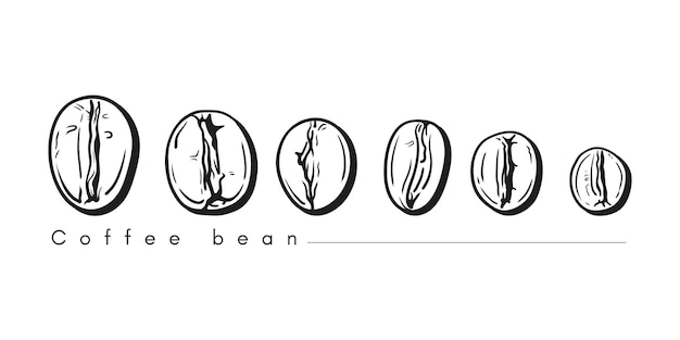 Bunch of coffee beans lined up horizontally in line art style