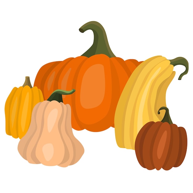 Bunch of colorful pumpkins. Autumn illustration for Halloween theme