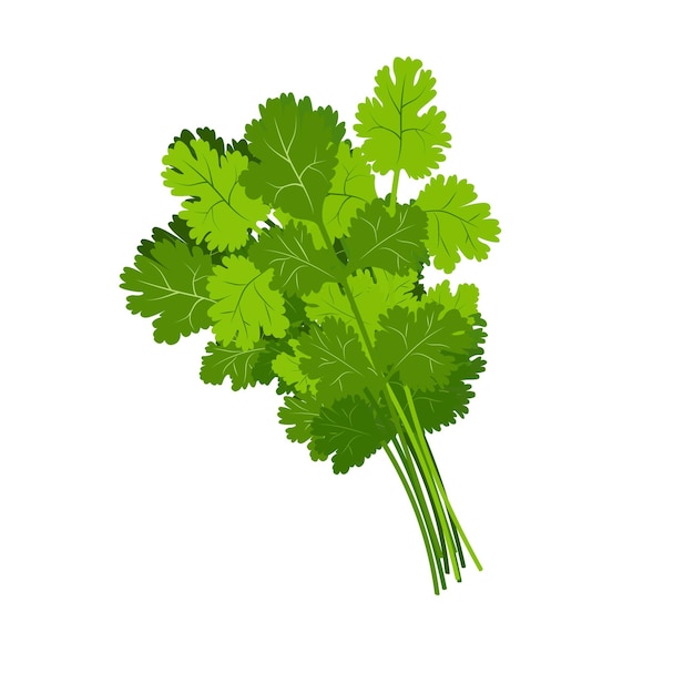 Bunch of coriander isolated on white Edible plant