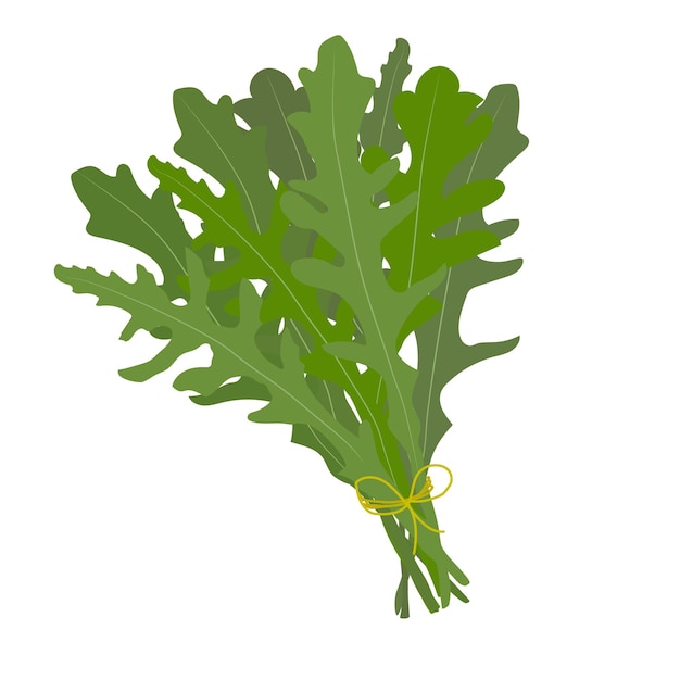 a bunch of fresh arugula vector illustration in flat style