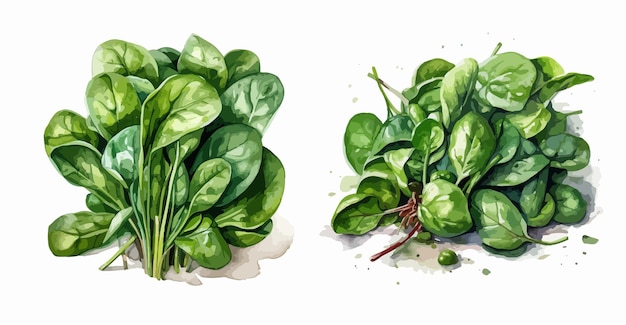 Bunch of fresh spinach close up Green raw spinach leaves set vector