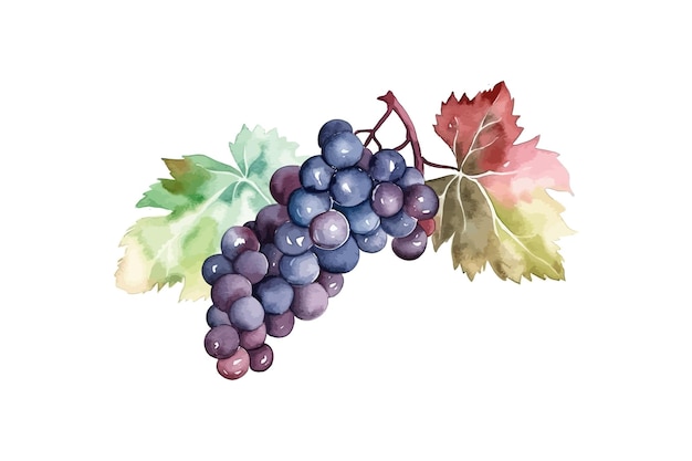 Bunch of grapes hand drawn color watercolor Vector illustration design