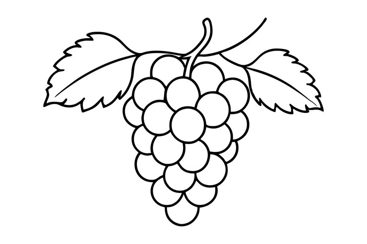 bunch of grapes line art vector illustration