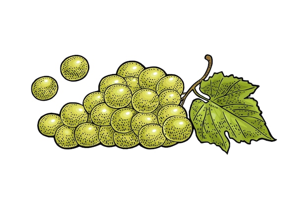 Bunch of grapes with berry and leaves vintage engraving vector