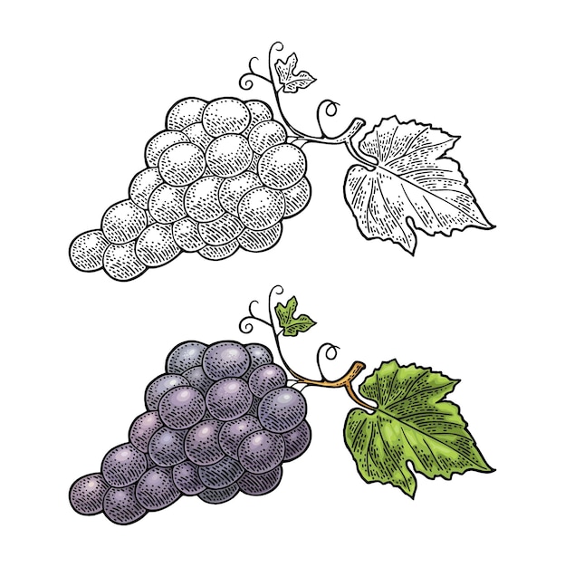 Bunch of grapes with berry and leaves vintage engraving vector