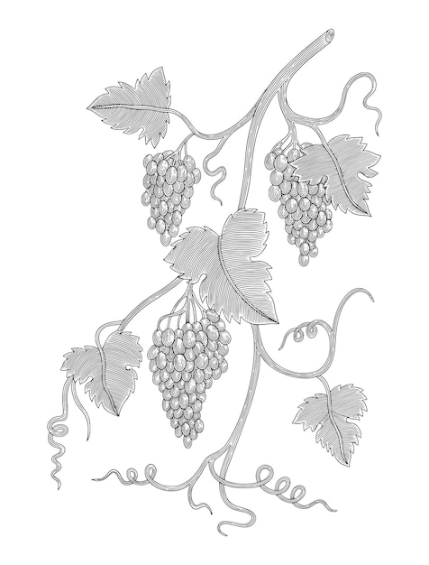 Bunch of grapes with leaves Vintage engraving drawing style vector illustrastion