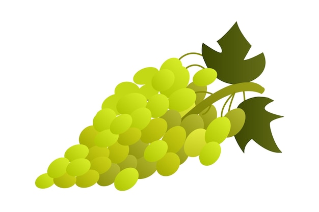Grappolo d'uva verde frutti di bosco realistici cibo sano colori sfumati raccolto colore isolato