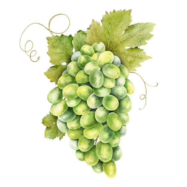 A bunch of green grapes with leaves grapevine isolated watercolor illustration