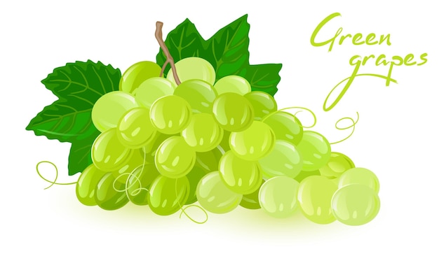 Bunch of green grapes with leaves