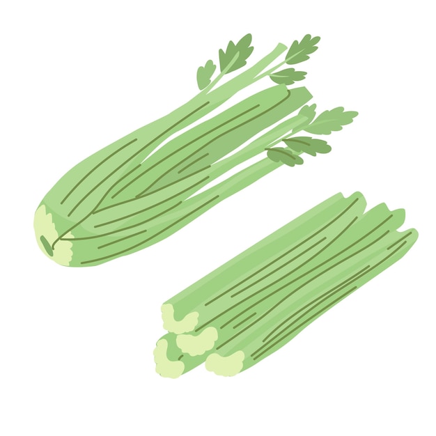 A bunch and individually chopped celery stalks Farm products Harvesting vegetables for the winter pickling salting Vegetarian food preparation Vector illustration for farmers and food markets