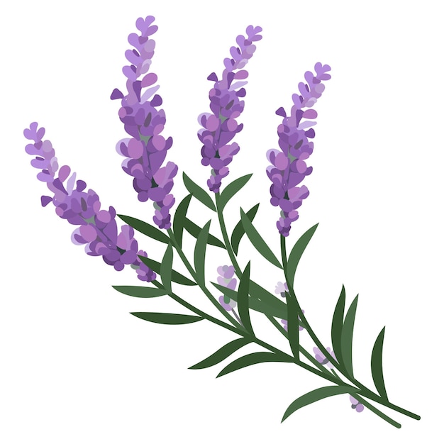 Bunch of lavender flowers on a white background