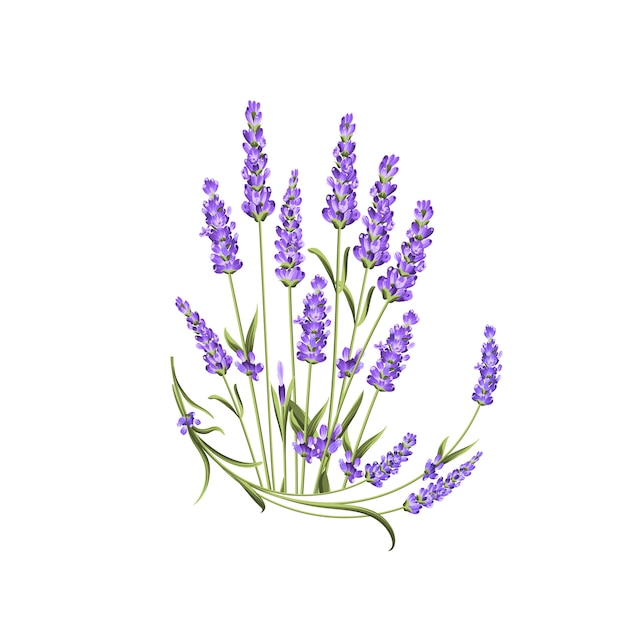 Bunch of lavender flowers on white 