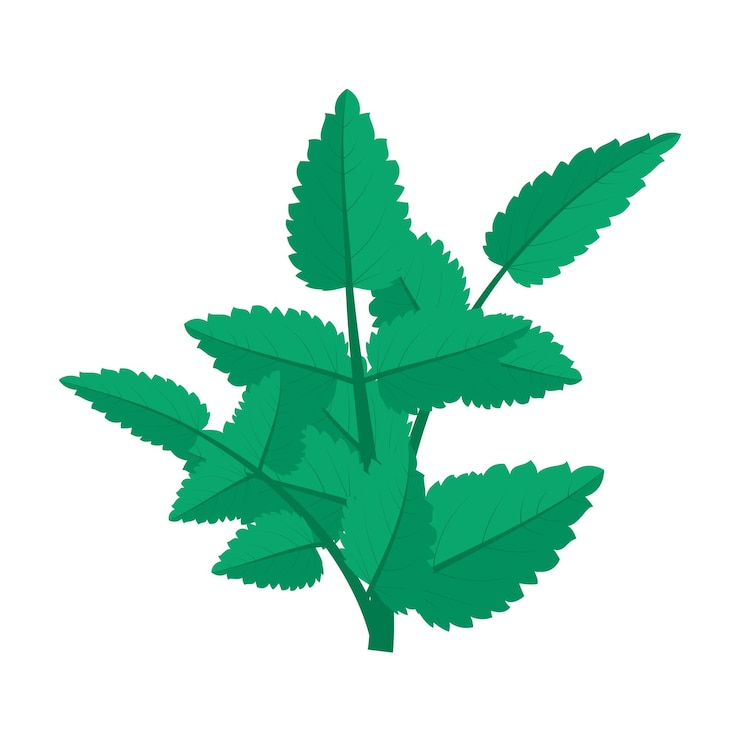 Vector a bunch of mint part of my color flat set of best herbs for cooking greenery on a white herbs for