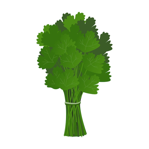 A bunch of parsley greens in a cartoon style on a white background