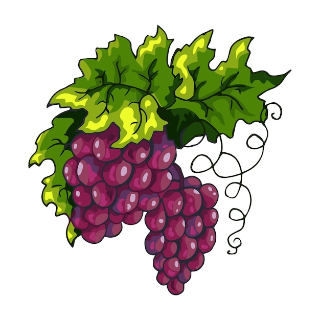 Bunch of red grapes vector illustration