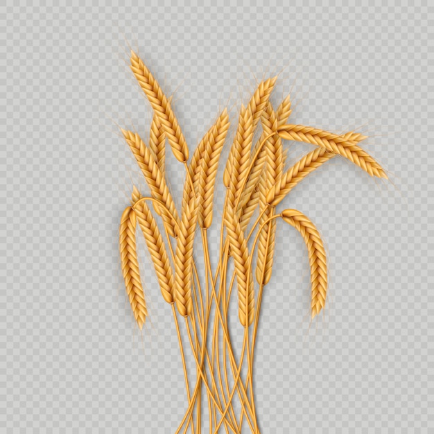 bunch of wheat ears, dried whole grains realistic illustration