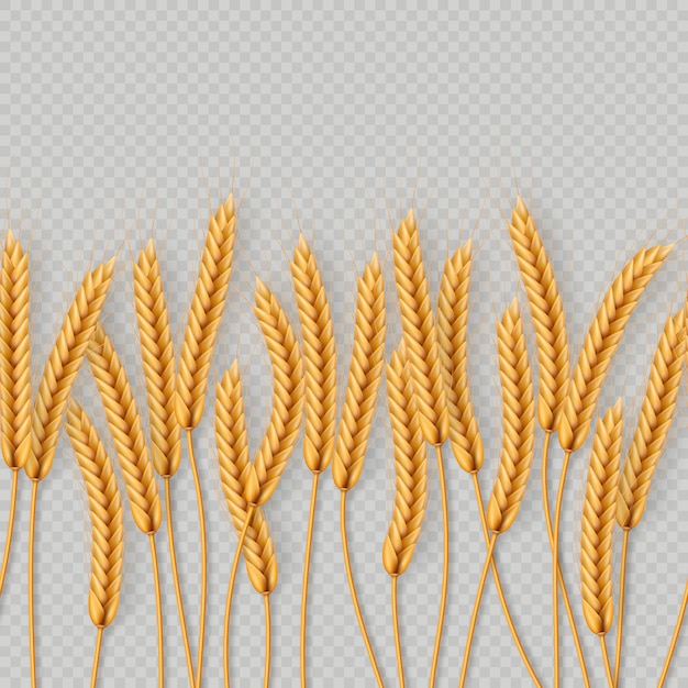 bunch of wheat ears, dried whole grains