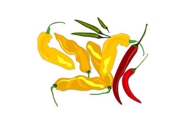 Vector a bunch of yellow chilli peppers on a white background