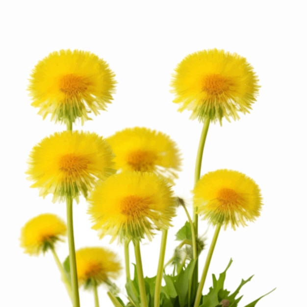 색 배경에 분리 된 노란색 Dandelion 꽃 터의 어리