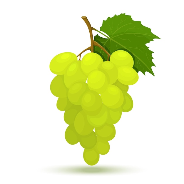 Grappolo d'uva giallo o verde con foglie di vite. illustrazione di design piatto vettoriale isolato su sfondo bianco, stile minimal, frutta fresca cruda