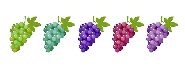 Bunches of grapes purple white and pink on a white background Vector