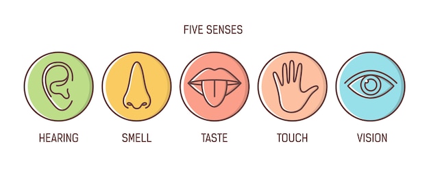 Bundle of 5 senses