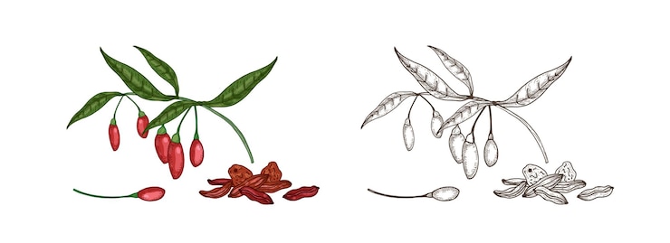 Vector bundle of colorful and monochrome drawings of fresh and dried goji berries