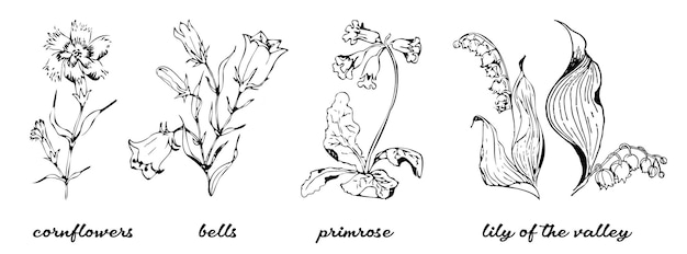 Fascio di disegni botanici dettagliati di fiori di campo in fiore, mughetto, primula, campane,