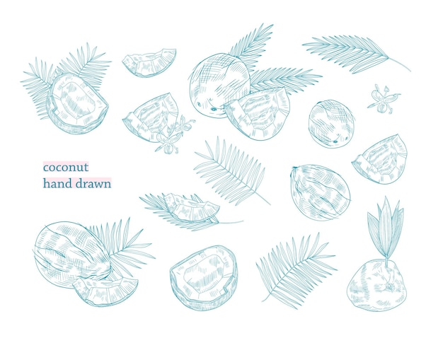 Bundle of drawings of whole and split coconut and palm tree leaves hand drawn with blue contour lines on white background. Exotic tropical fruit or drupe. Monochrome botanical vector illustration