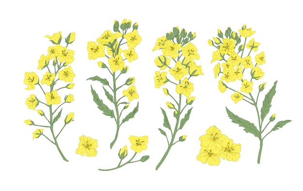 Bundle of elegant botanical drawings of blooming rapeseed, canola or mustard flowers. Set of crop or cultivated plant. Collection of natural design elements. Floral realistic vector illustration.