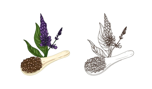 Вектор Связка красочных и монохромных рисунков растения salvia hispanica и совок семян чиа
