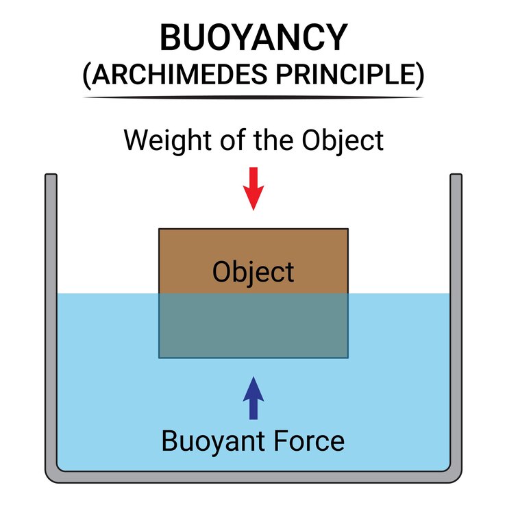 Vector buoyant force and weight of the object