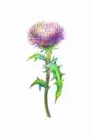 Vector burdock flower drawn with colored pencils isolated on white background