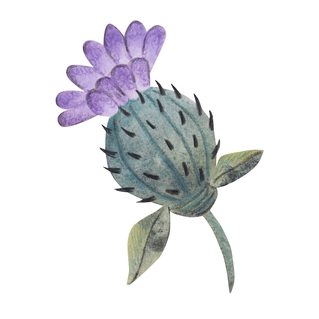 Burdock flower watercolor illustration