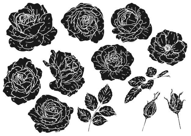 Burgundy iceberg rose vector art highly detailed in line art style.