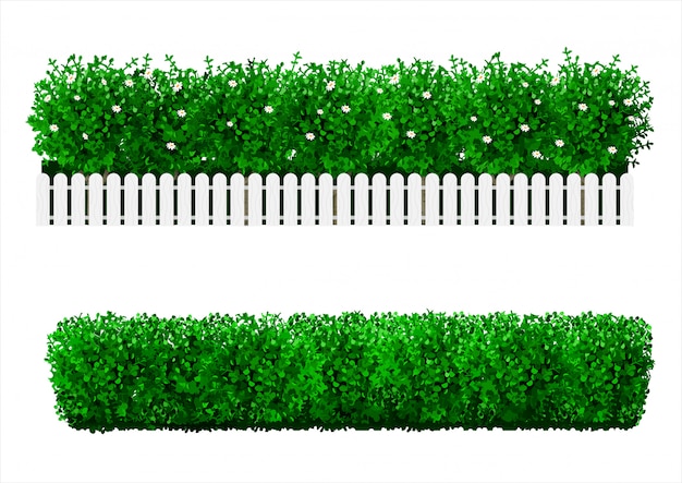 Vector bush in the form of a green hedge