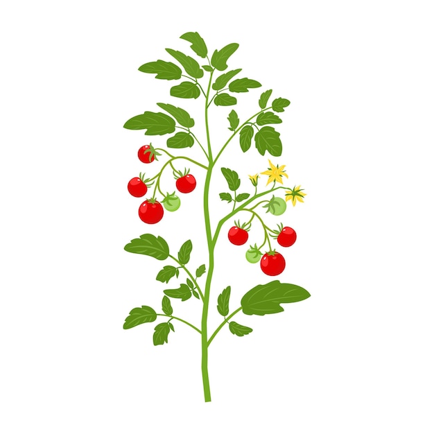 Vettore pomodori a cespuglio con frutta e fiori illustrazione vettoriale di ortaggi in crescita su sfondo bianco