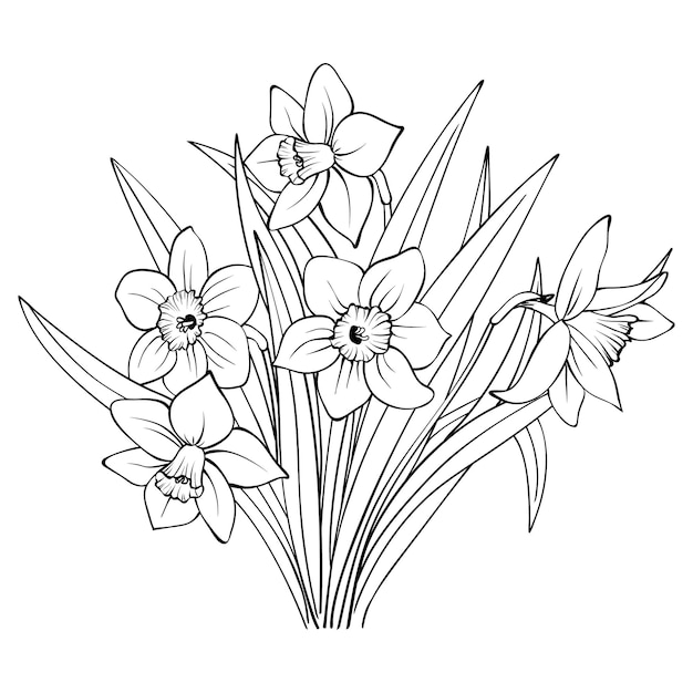Vector bush van narcissus of narcissus bloemen zwarte omtrek schets op witte achtergrond