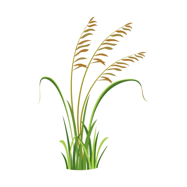 Bush of wild grass with reeds element of marsh vegetation river grass weed vector illustration