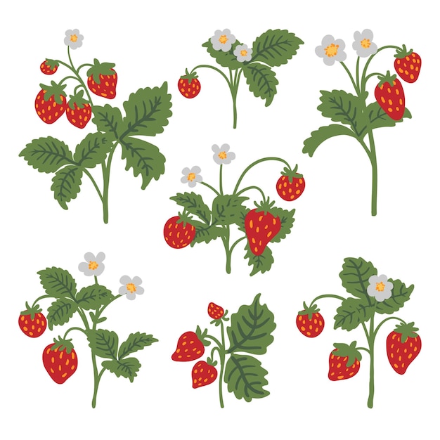 Vettore cespuglio di fragole selvatiche illustrazione vettoriale isolato set bacche rosse fiori e foglie verdi bacche di bosco collezione di clip art disegnata a mano moderna per il web print design