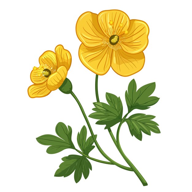 Vector buttercup flowers