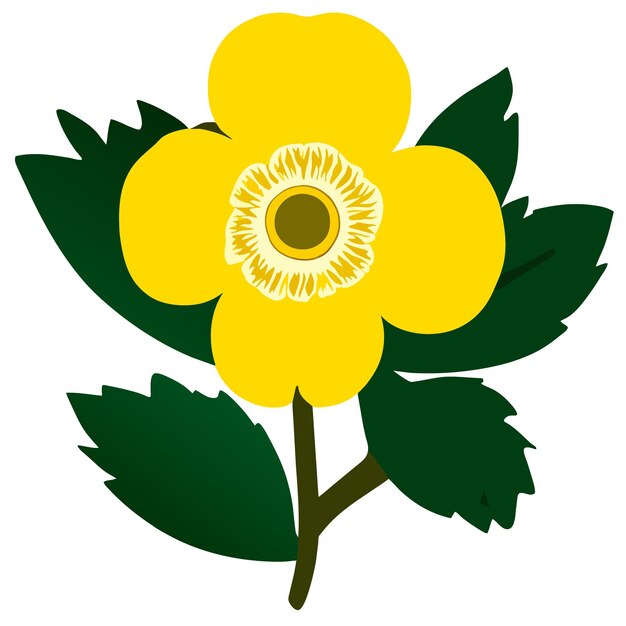 Vector buttercup wilde bloem met groene bladeren