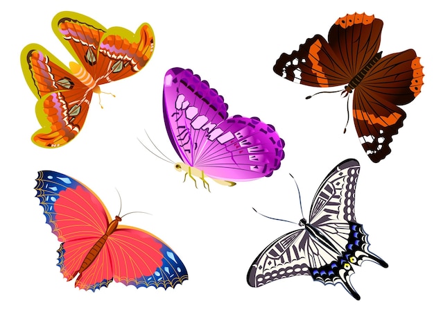 butterflies colorful