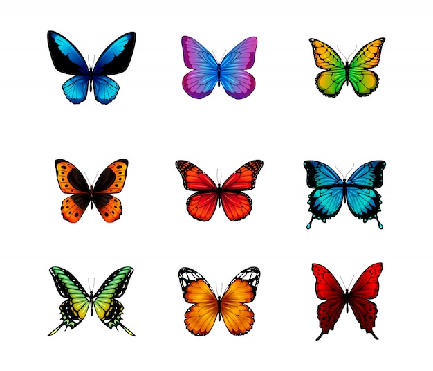 Vector butterflies isolated on white background.