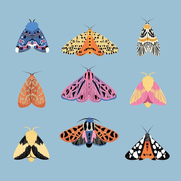 butterflies moths collection isolated on white